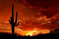 Tucon-Saguaro_Sunset